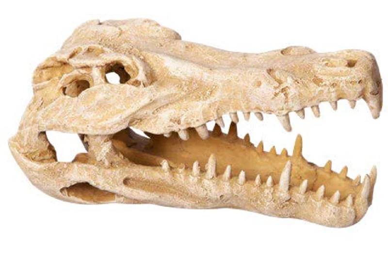 Ornament Crocodile Skull 11wx23dx14cmh